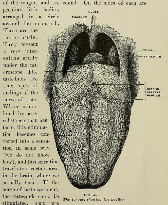 nemfrog - Fig. 45. The tongue, showing the papillae. The...
