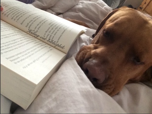 hiding-out-bibliophile