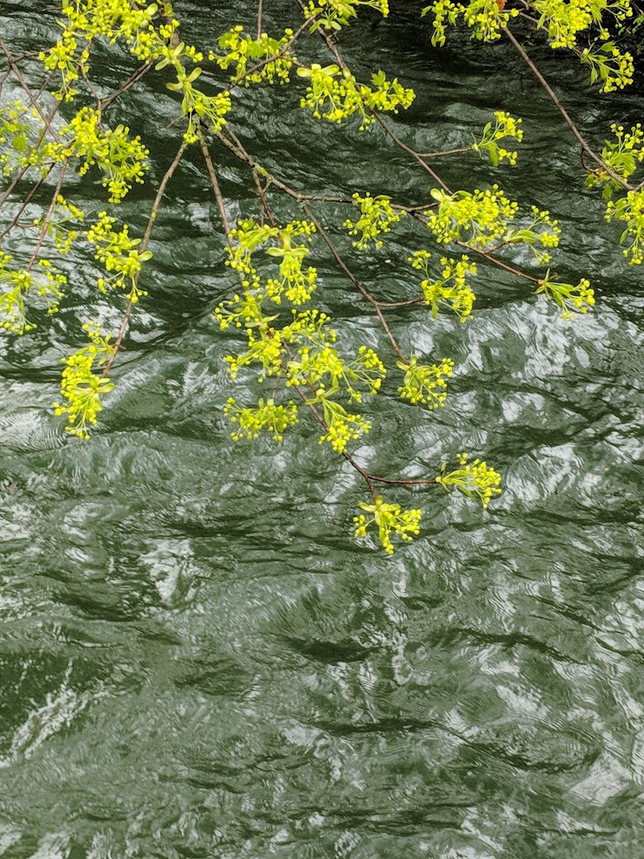 Francois Bry Eisbach Ice Brook In Englischer Garten Munich