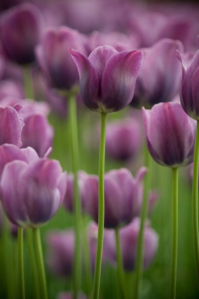 Bellasecretgarden — love tulips, love purple! (via Pinterest: Discover...
