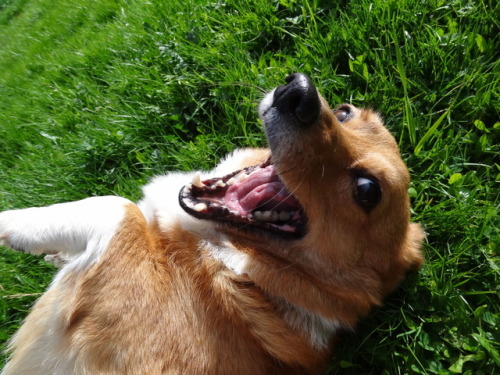 pacificpikachu:My beloved corgi Honey needs help!Her eye...