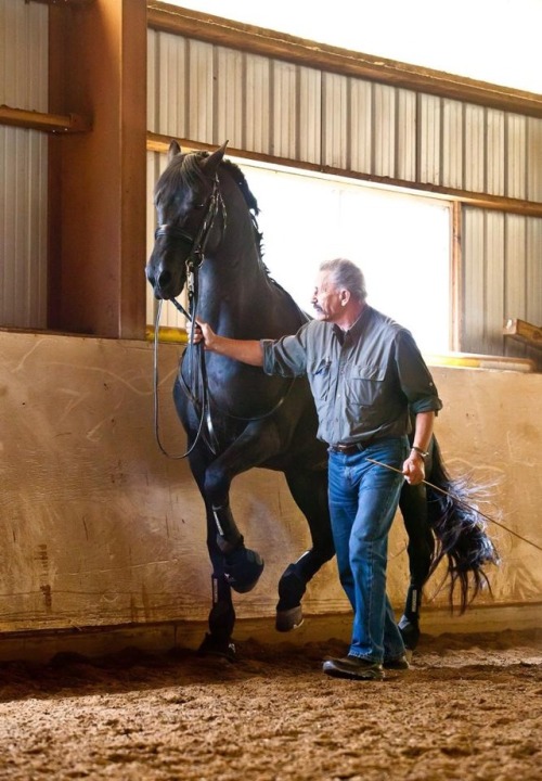 deadinsidedressage:hyperbemily:all-the-horses: GKB Coal...