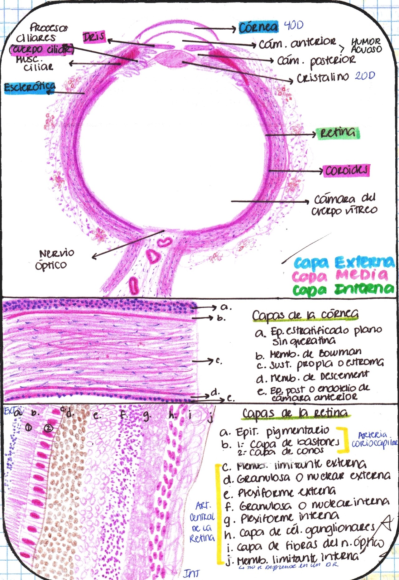 Retinal Layers Of The Eye