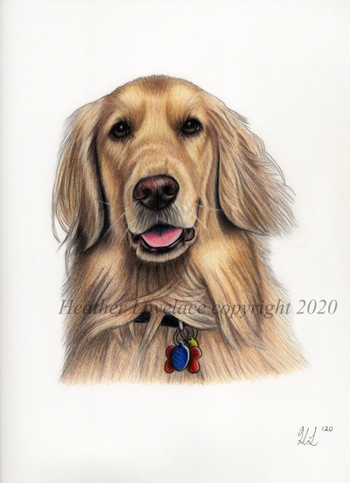 petportraitsbyheatherlovelace