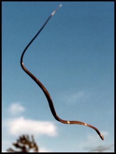Арабские летающие змеи. Цутиноко змея. Цутиноко существует. Летающий змей графита. Цутиноко реальное фото