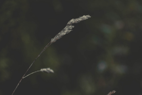 rabbitinthemeadow:Last of SummerMoser Farm Loop, MA