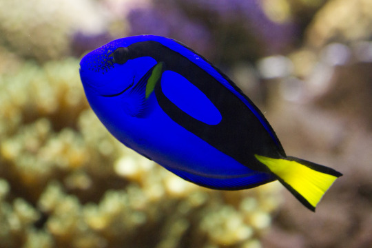 The famous Dory is a member of the surgeonfish family. These fish have... [click to learn more]
