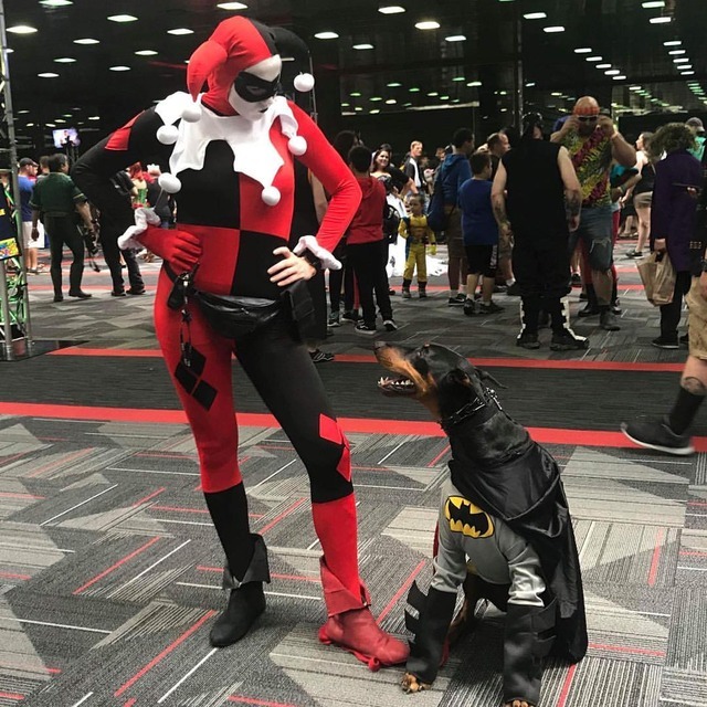 Nerd Caliber Harley Quinn And Batdog At Wiz