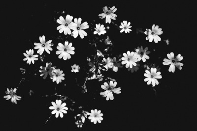 Black And White Flowers Tumblr