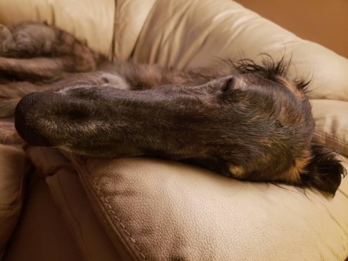 Sleeping Gali#Galileo 1 yr #starswiftborzoi #starswift #borzoi...