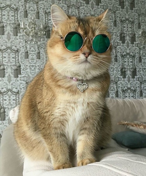 That is one cool cat.