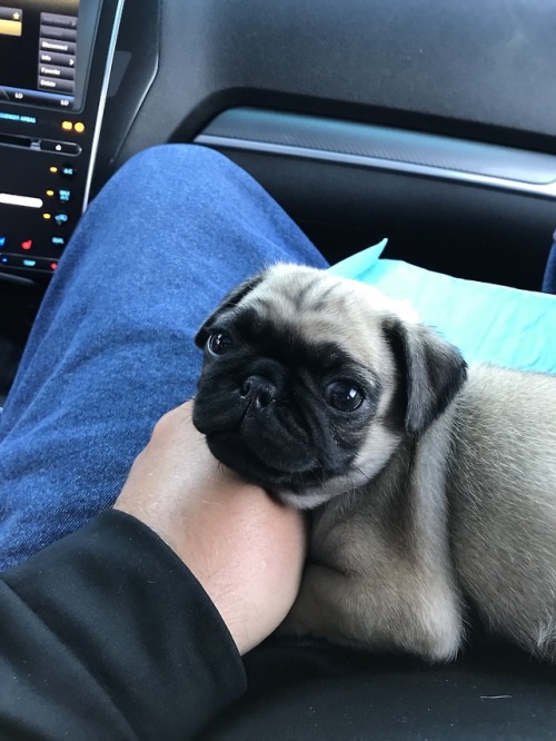 puppy puppies pupper pup dog doggo cute adorable sweet happy smile fluffy animals pet pug