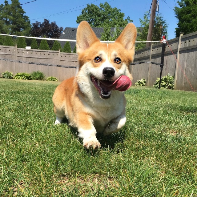 corgcollective: Around the Corgs in 31 Days -... - MaxtheCorgs