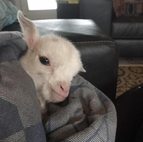 thesassygoats:Sleepy goatCute baby