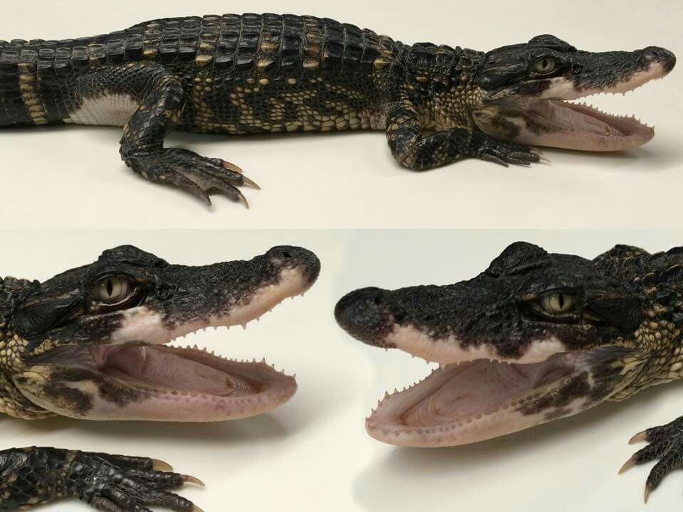 Don't Get Bit — Unusual American Alligator Colors