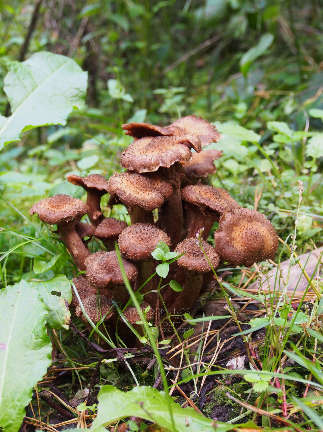 Armillaria ostoyae фото