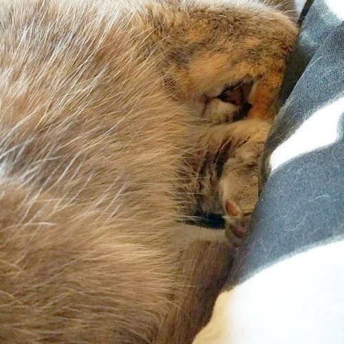 Sleepy Flapjack thought she hid her precious nose and mouth. She...