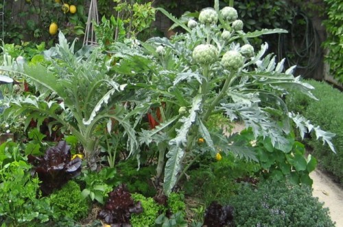 How Food Looks Before It’s Harvested.