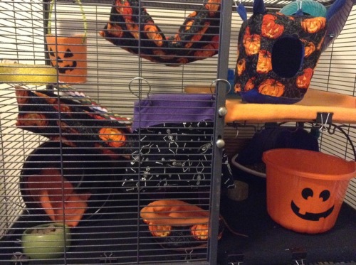 stinkyratties:stinkyratties:Halloween cage for the spooky...