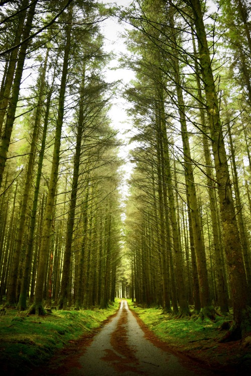 accio-forest:Wales by Andrew Bethell 