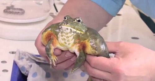 ultra-frog:Hold him like a borger