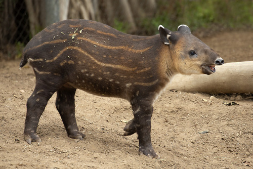 sdzoo:Watermelons (and tapirs) get sweeter with age. 