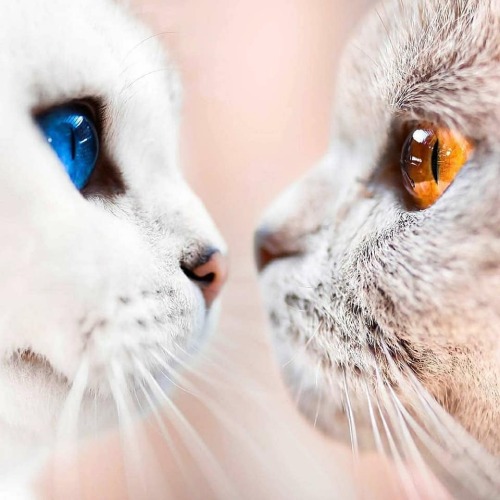 aww-so-pretty