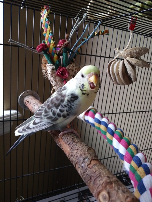 bechen:This little storm cloud of a bird probably hates me,...