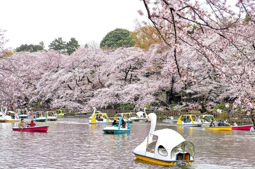 tokyology:Sakura & swan boats on the pond at Inokashira...