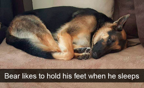 babyanimalgifs:Dog snapsvia boredpanda @animalsnaps​