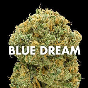 Hey New York, i got some fresh danky blue dream if anybody needs. #nyc420 #bluedream #420nyc