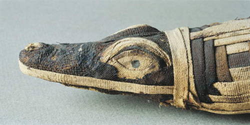 egypt-museum:Mummified CrocodileMummy of a crocodile, sacred...