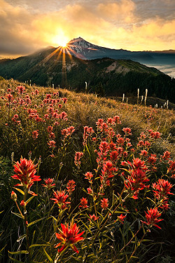 (by alan howe)