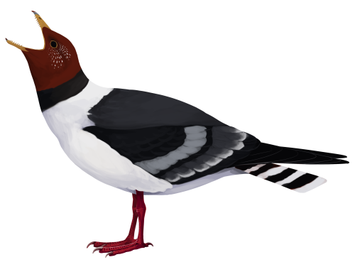 a field guide to mesozoic birds and other winged dinosaurs