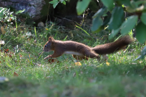 michaelnordeman:Red squirrel/ekorre.