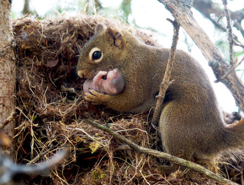 awesome-picz:Adorable Pics To Celebrate Squirrel Appreciation...