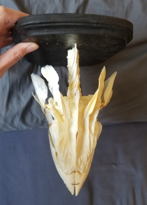 excalculus:Finished assembling the king mackerel skull!  This...