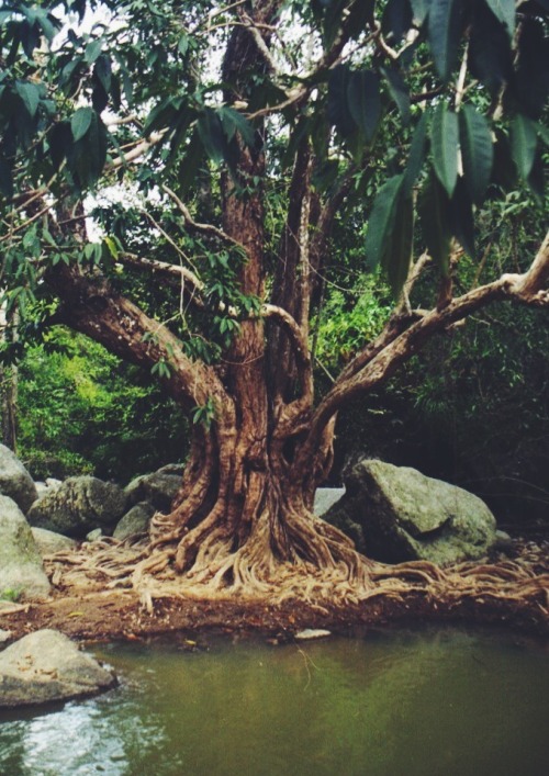 sunlight-earthling:bvddhist:believegoodvibes:ॐ Believe ☮...