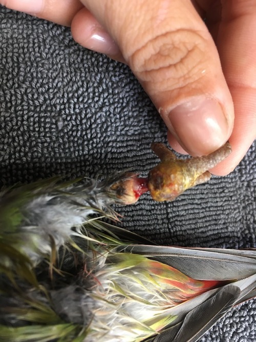 Constricted rings in birdsKeep an eye on your birds if they are...