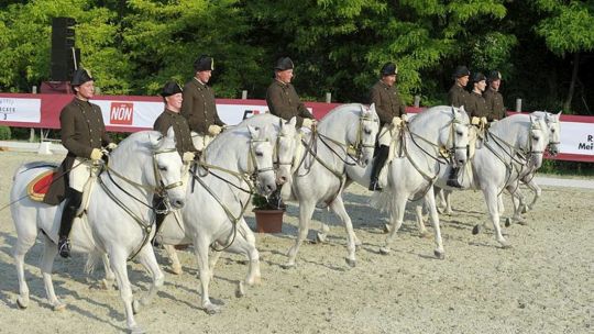 CAV Spanische Hofreitschule Wien Heldenberg 07