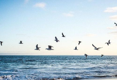 Flock to the Horizon#california #beaches — view on Instagram...