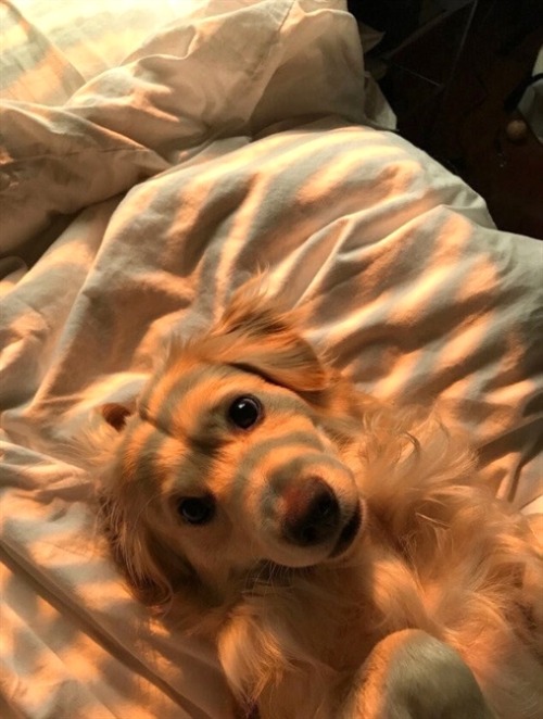 allcutedog