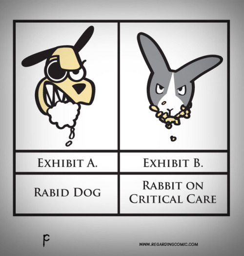 download rabid rabbits games