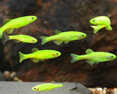 glofish tumblr