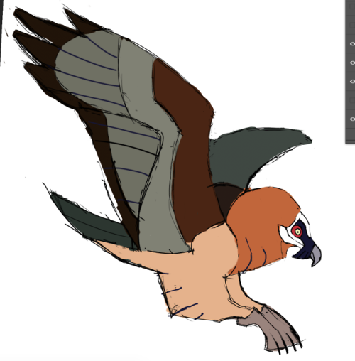 bird birds pin pins vulture bearded vulture