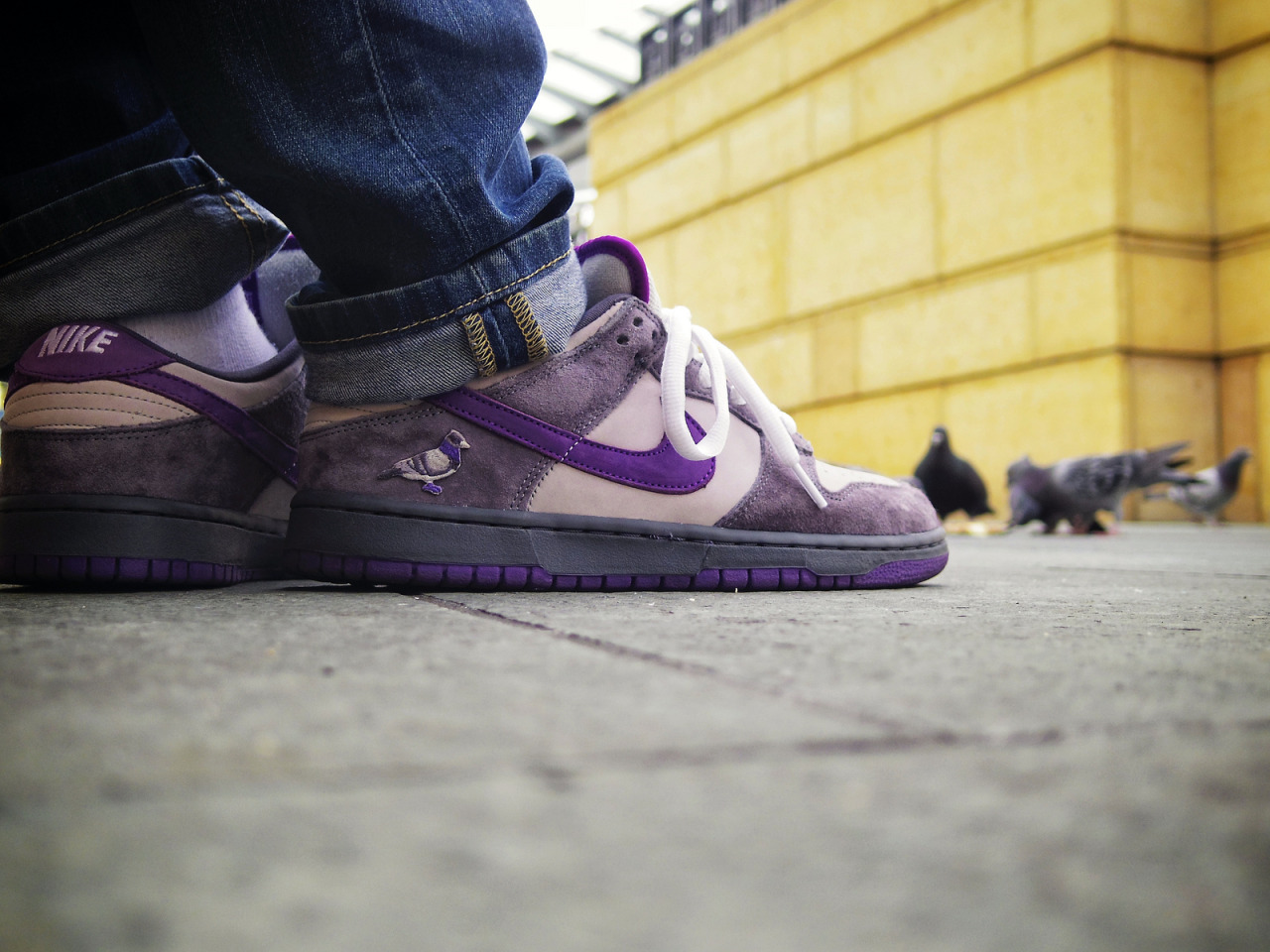 nike sb dunk low purple pigeon