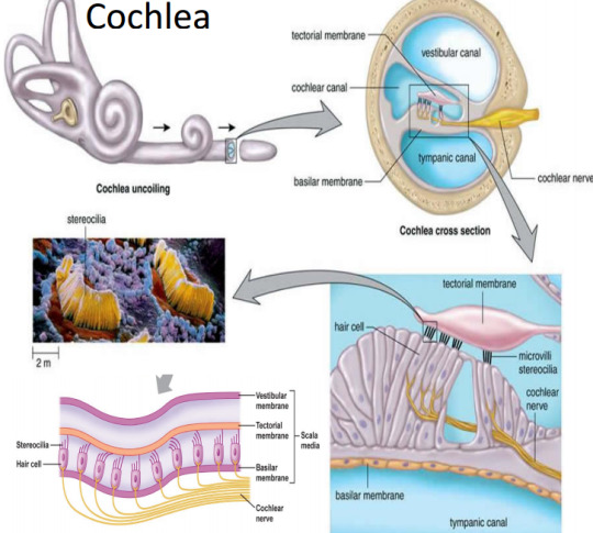 auditory nerve | Tumblr