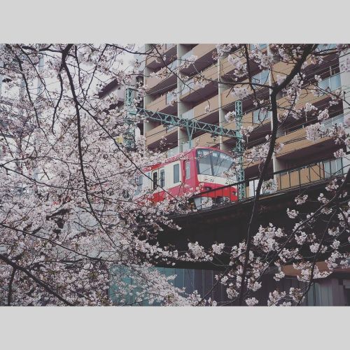 japaniam:と京急横浜〜戸部#鉄道 #電車 #京急 #2100形 #桜 #さくら #OLYMPUS #OMD...