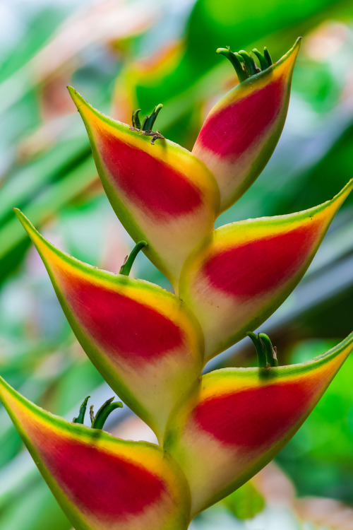 heliconia flower Tumblr