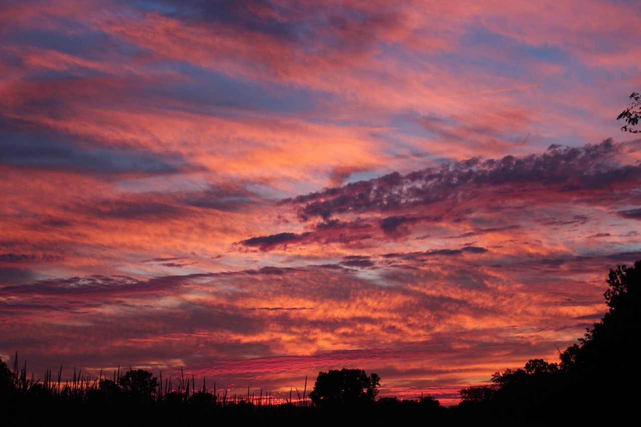 Plant Lady — Fiery Sky